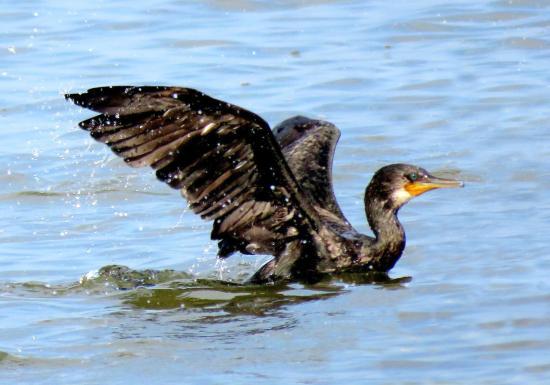 Munderi Kadavu Bird Sanctuary
